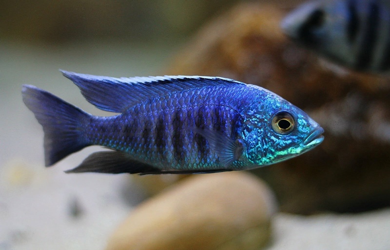 Copadichromis sp. 'kawanga no-spot' Undu Reef